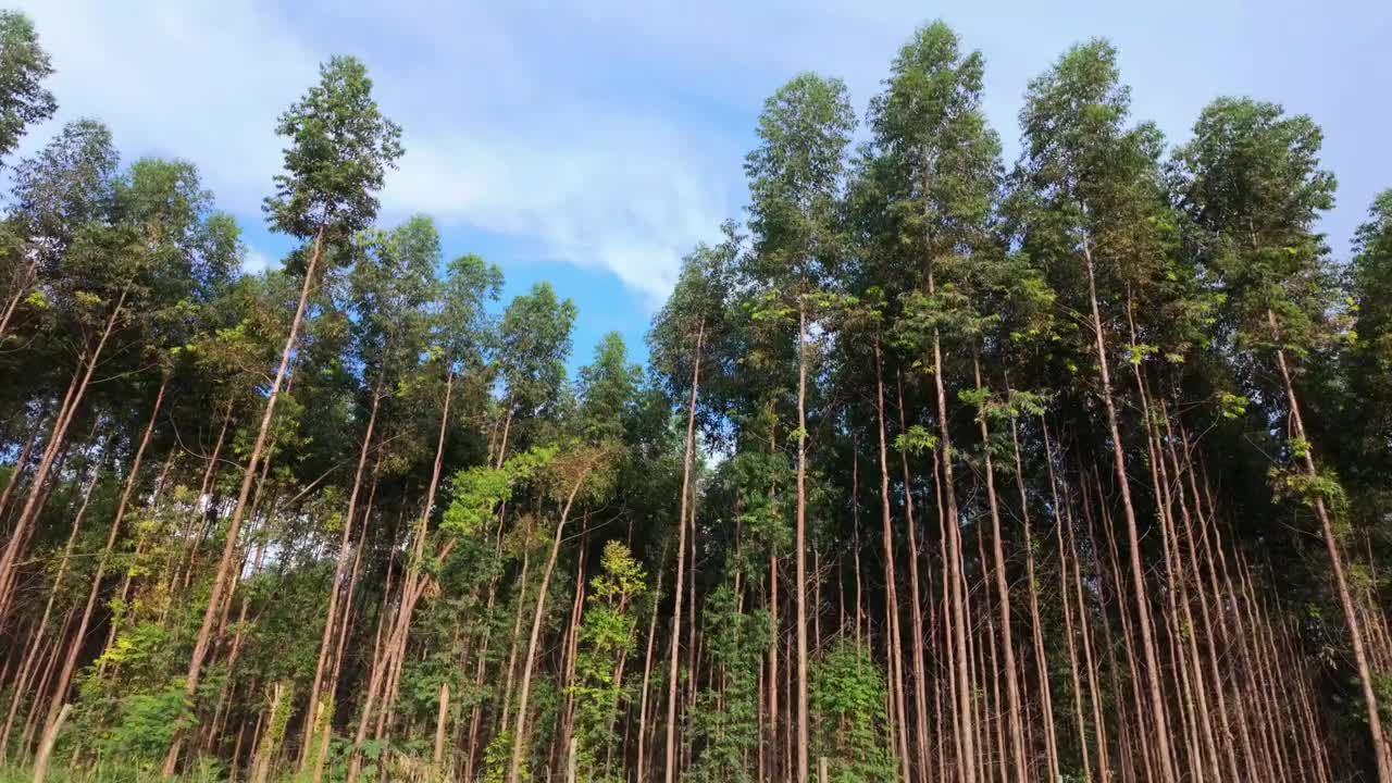 桉树种植园视频素材