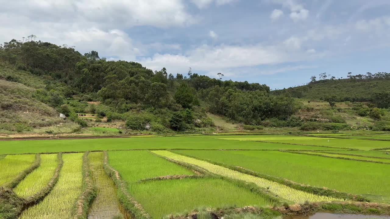 从车窗看到的稻田。安达西贝地区，马达加斯加。视频素材