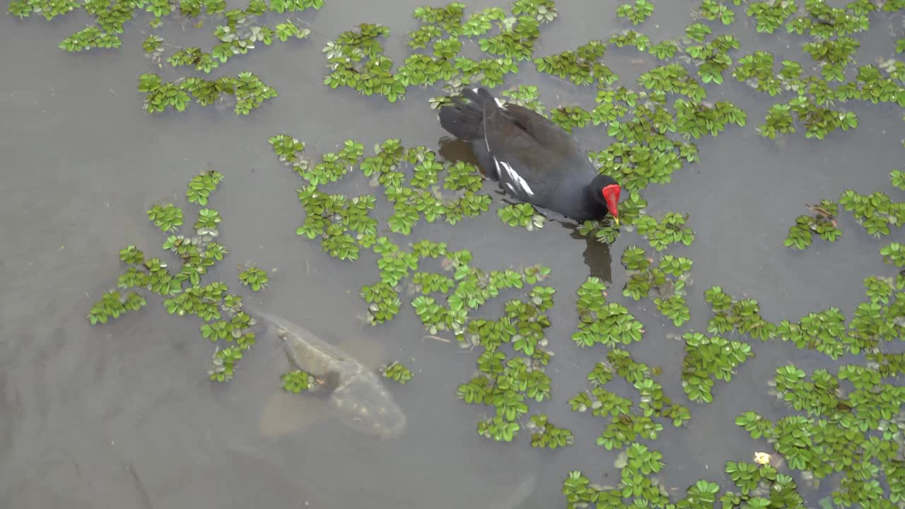 湖中有水生植物、鲤鱼和鲤鱼。视频下载