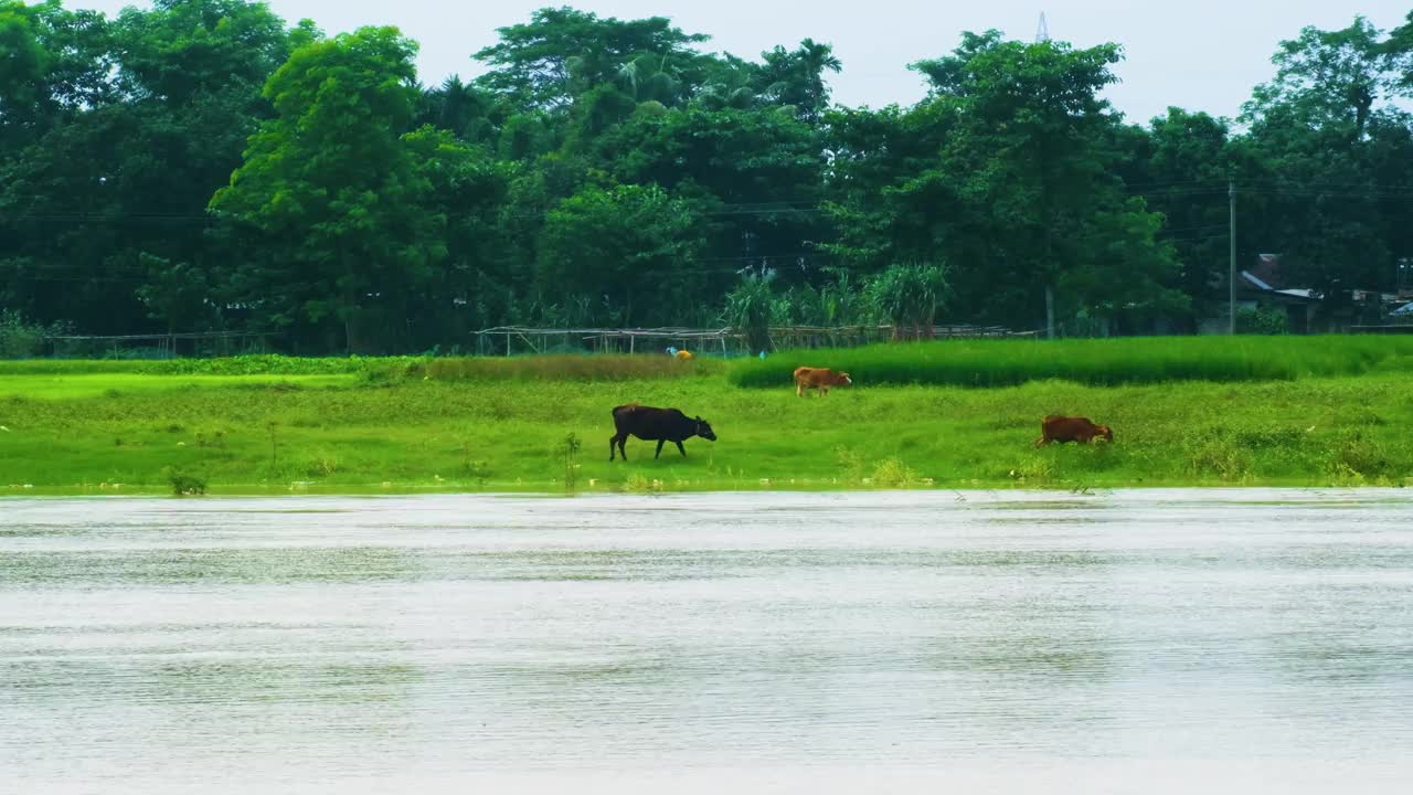 在郁郁葱葱的孟加拉国农村，牛在河边吃草视频素材