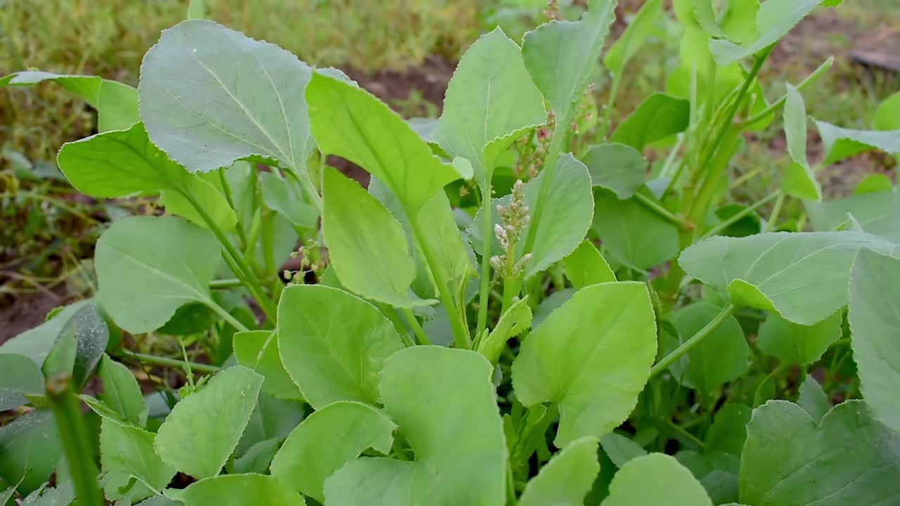 酢汁草生长在花园里开阔的有机土壤中视频素材