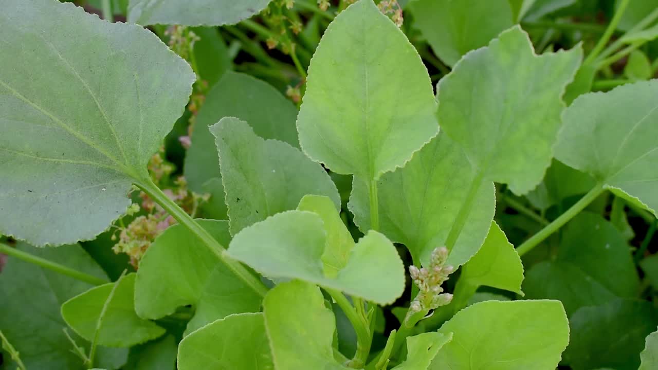 酢汁草生长在花园里开阔的有机土壤中视频素材