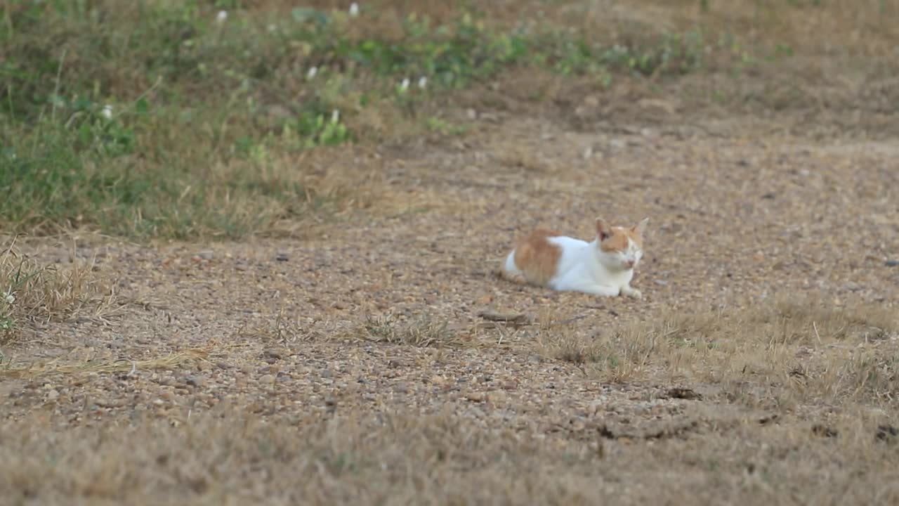 傍晚，一只浅棕色的母流浪猫躺在森林里等待食物。一只可怜的猫，它的主人被独自留在一片浅棕色的草丛中，以躲避敌人。视频下载