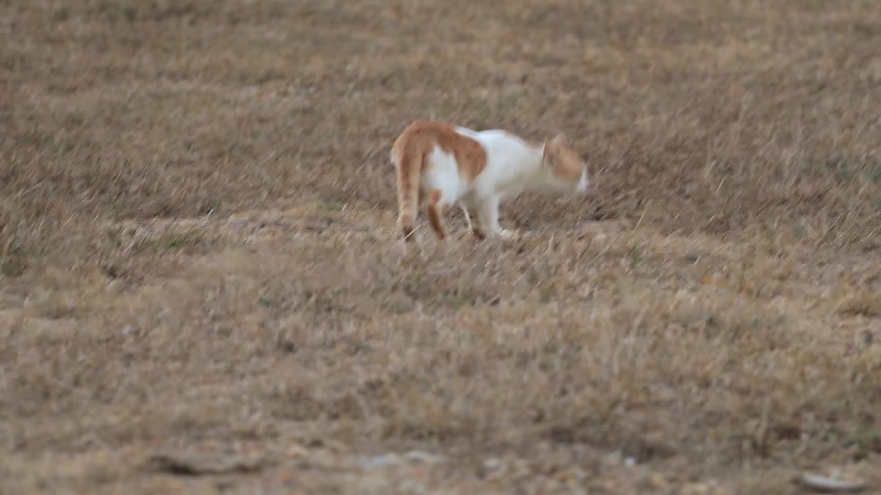 傍晚，一只浅棕色的母流浪猫躺在森林里等待食物。一只可怜的猫，它的主人被独自留在一片浅棕色的草丛中，以躲避敌人。视频下载