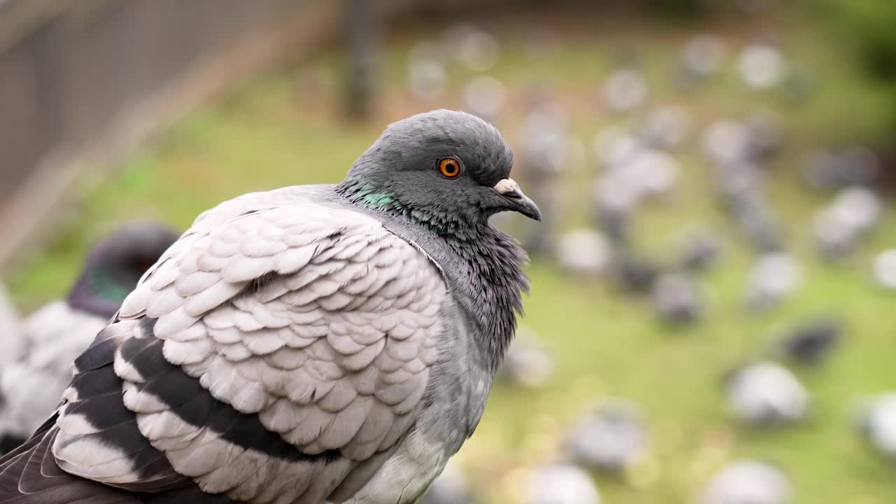 岩鸽(Columba livia)在欧洲公园与灰色的野鸟群在草地上近距离接触视频素材