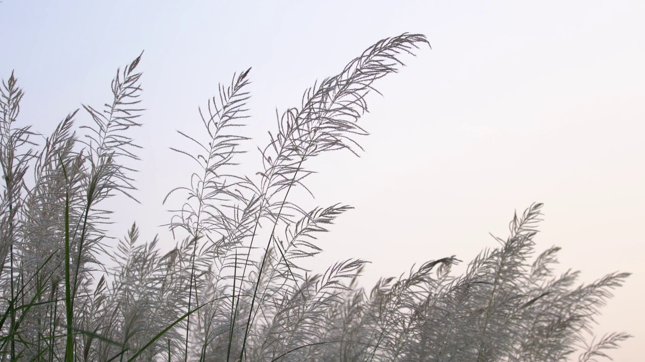 芦苇草花视频素材