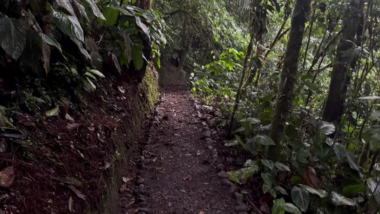 厄瓜多尔亚马逊河的自然小径视频下载