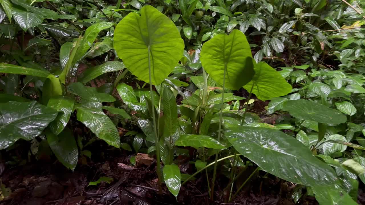 厄瓜多尔亚马逊河的自然小径视频下载
