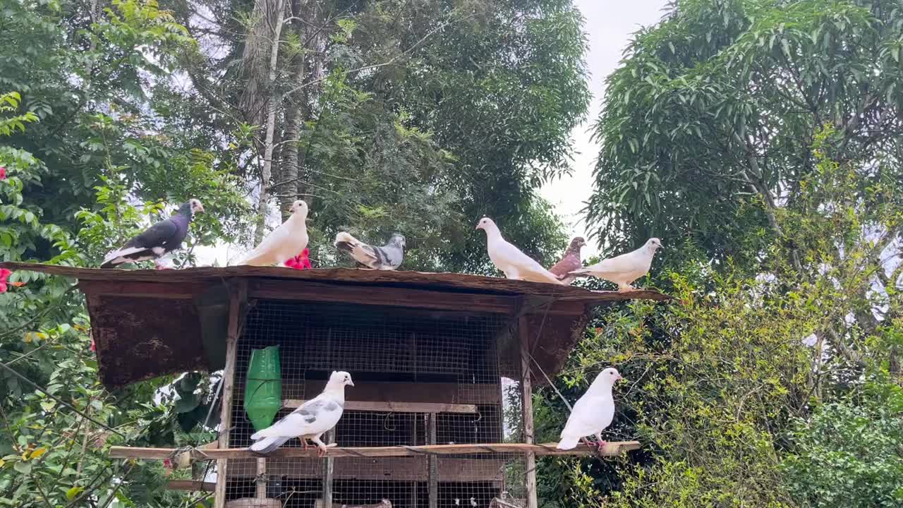 鸽子飞过他们用回收材料建造的小房子。鸽子在乡村的鸽舍视频下载