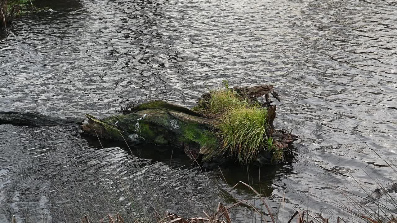 老树干躺在池塘里，被植被覆盖视频素材