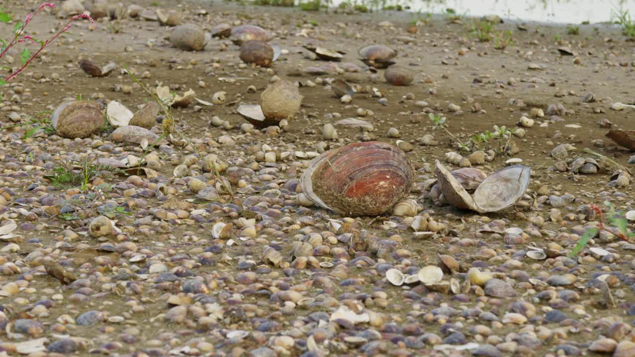 近距离拍摄的淡水空贝壳在河岸上打开和破碎视频素材