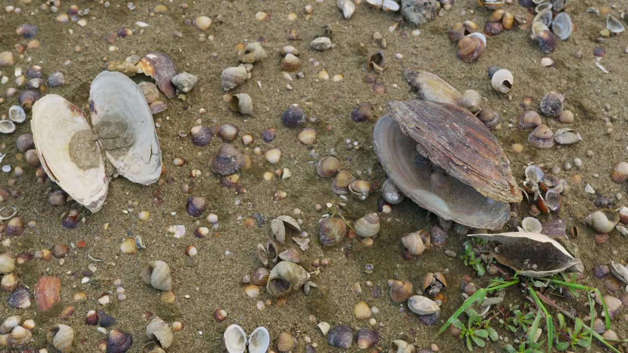 老空开淡水壳和空蜗牛壳在沙滩上视频素材