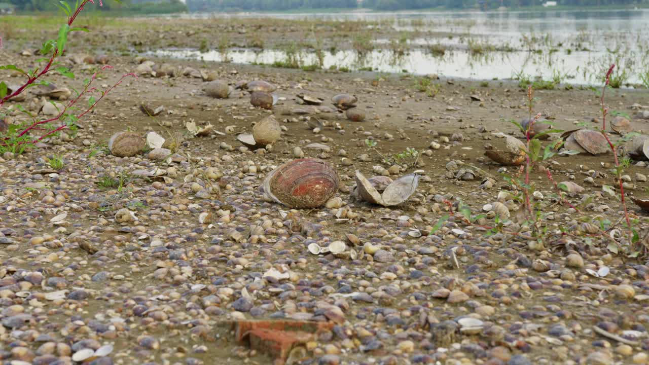 河岸和淡水的空壳打开和破碎的镜头视频素材