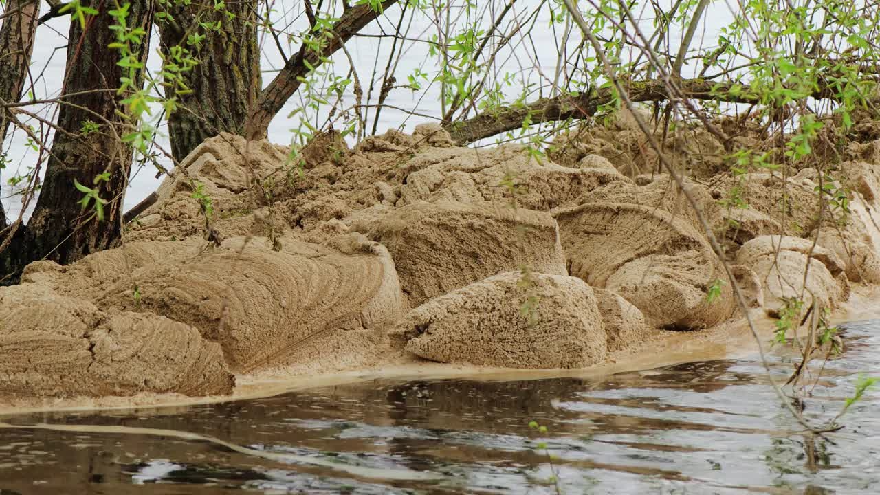 春天洪水时河岸上靠近一棵树的水面上的泡沫视频下载