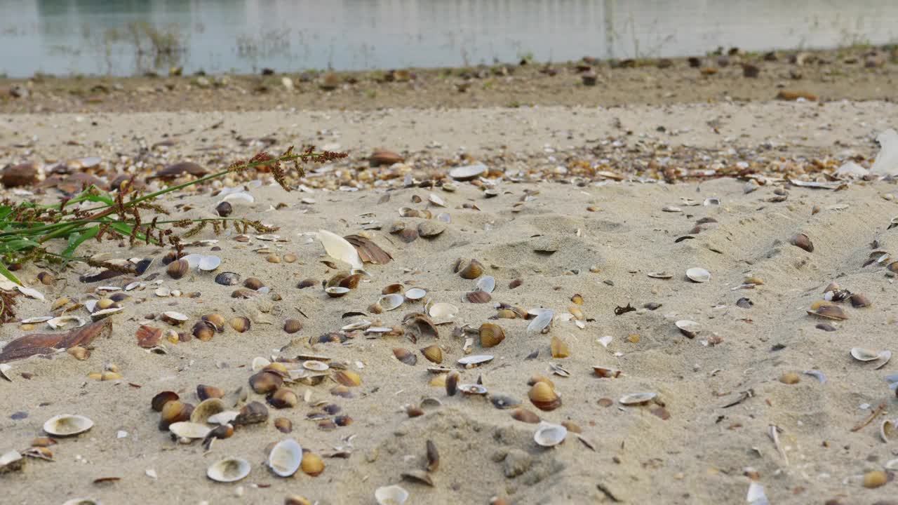 多瑙河岸边沙滩上的淡水贝壳和破碎的芦苇视频素材