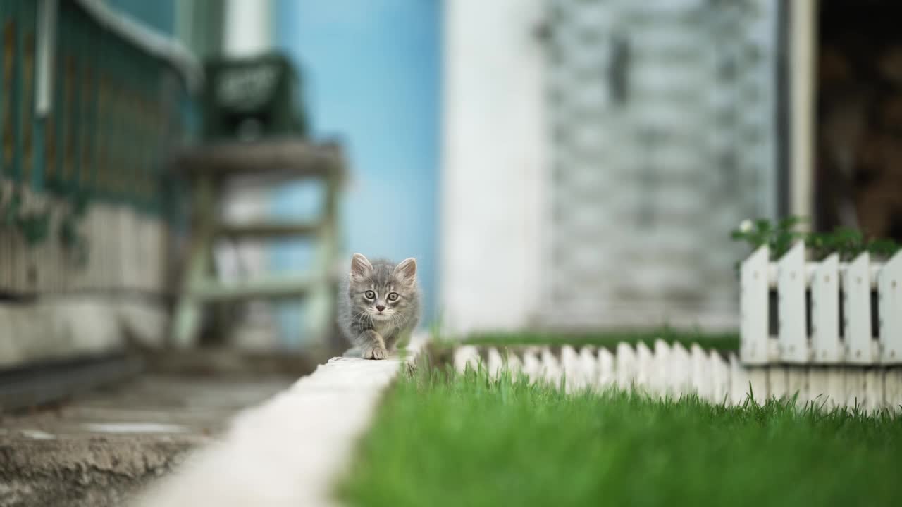 好奇的灰虎斑猫蹲着，慢慢地爬向镜头准备最后的攻击，完美的猎人，慢动作视频素材