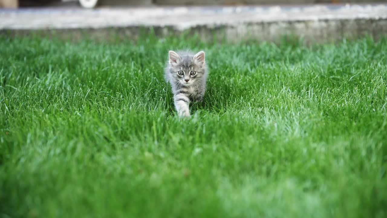 虎斑猫在草丛中潜行，慢镜头视频素材