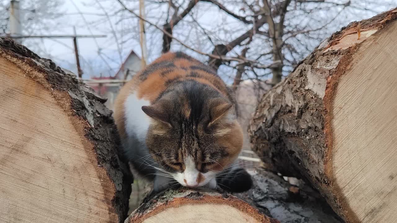 一只漂亮的猫在吃完东西后躺在一些木头上视频下载