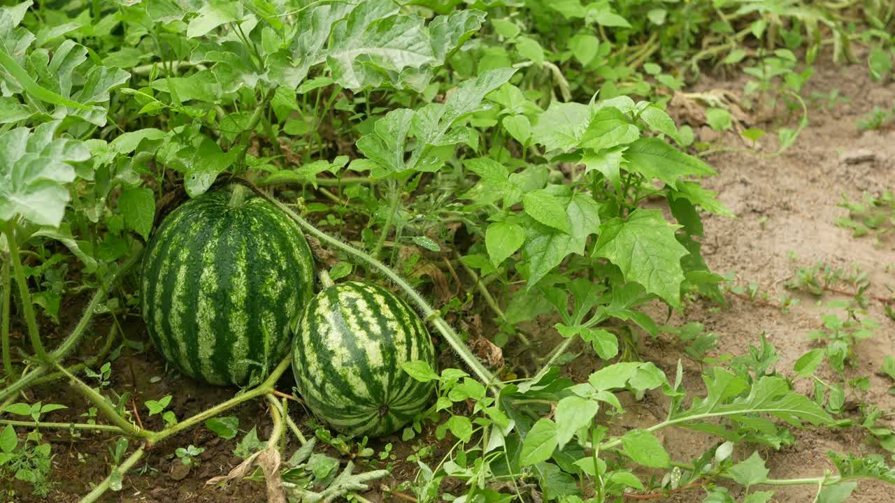 男人的手在花园里种植西瓜。视频素材