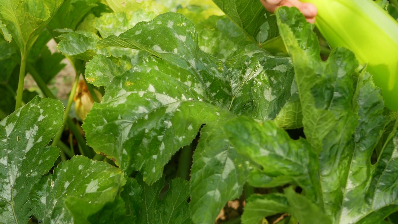 喷洒西葫芦叶子免受害虫侵害。喷洒卵巢。视频素材