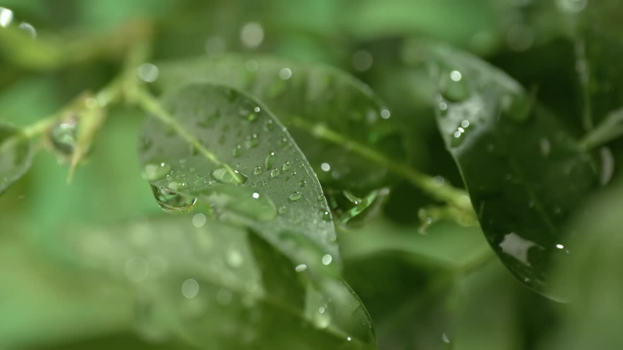 超级慢动作的雨滴特写。雨水滴落在植物的绿叶上。视频素材