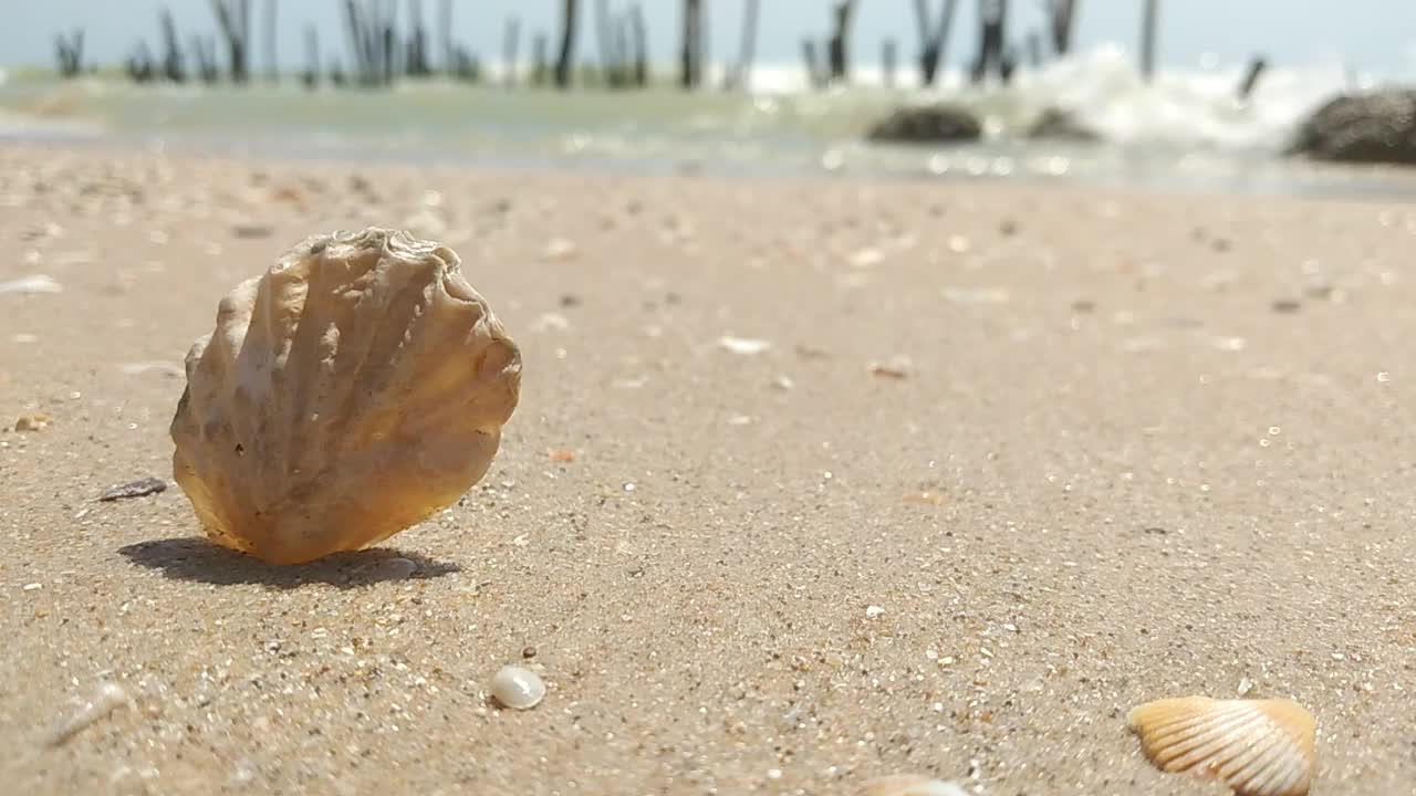 海滩上的贝壳视频下载