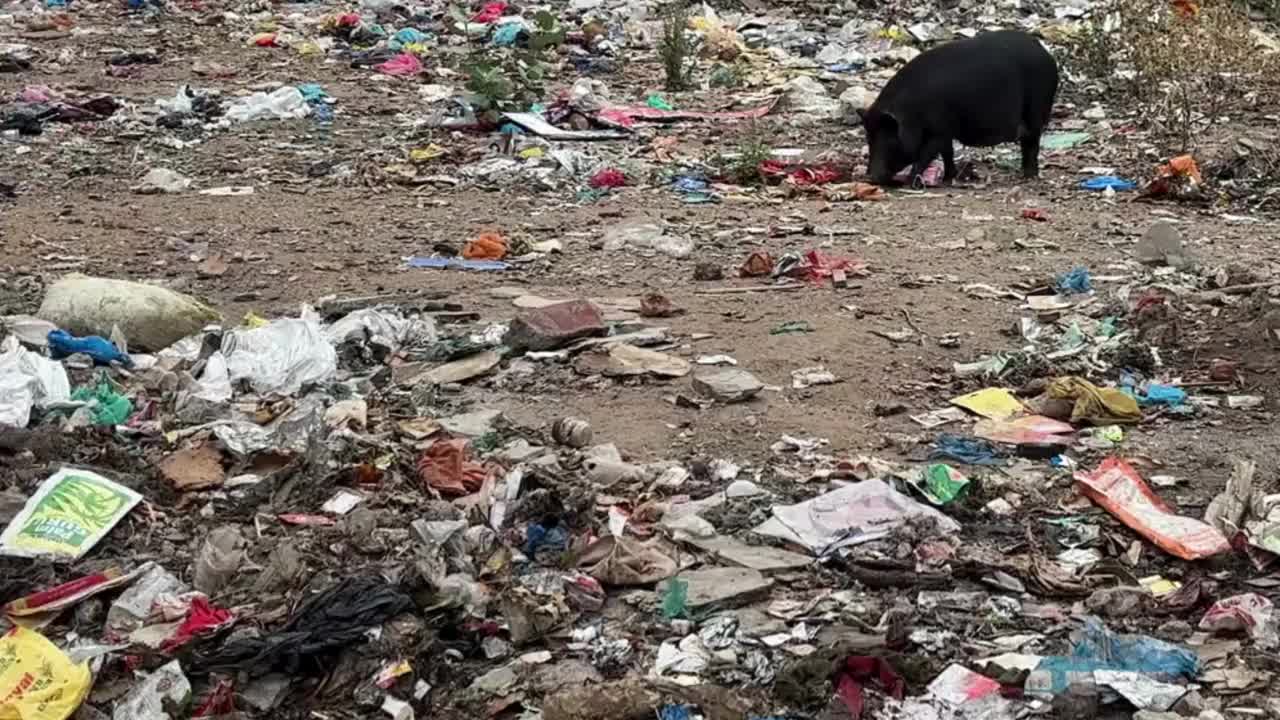 猪在印度的垃圾中寻找食物视频下载