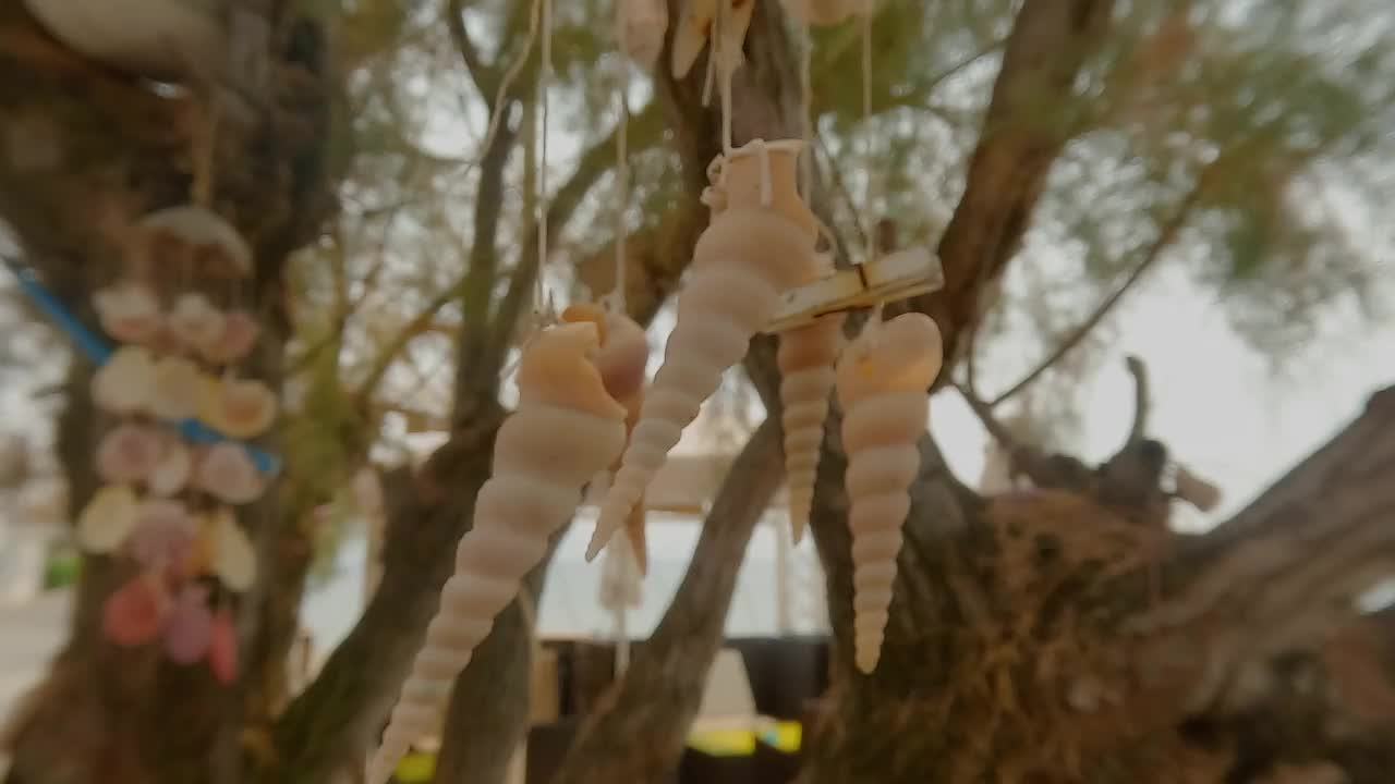 美丽的贝壳装饰，近距离-b卷视频素材