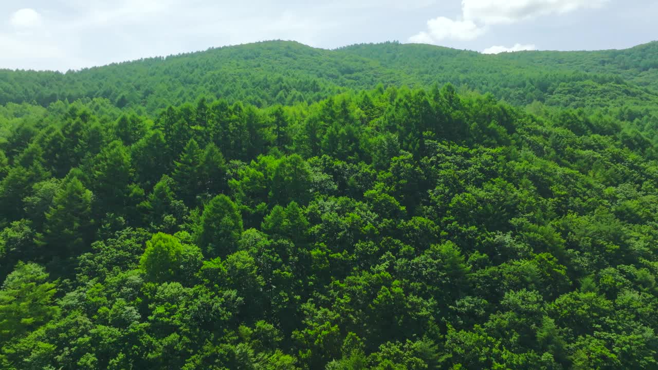 Gohan-eup, baegun山，森林/旌善郡，江原道，韩国视频素材