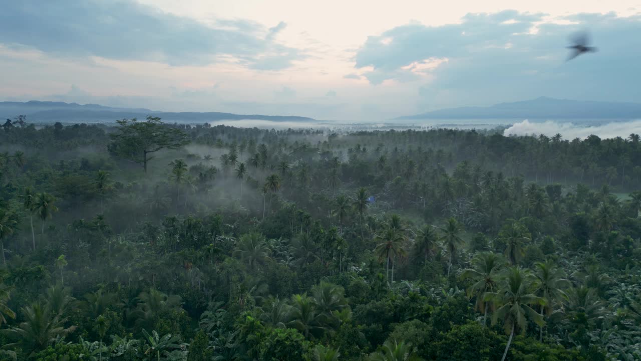 热带森林，树木在清晨的薄雾中视频素材
