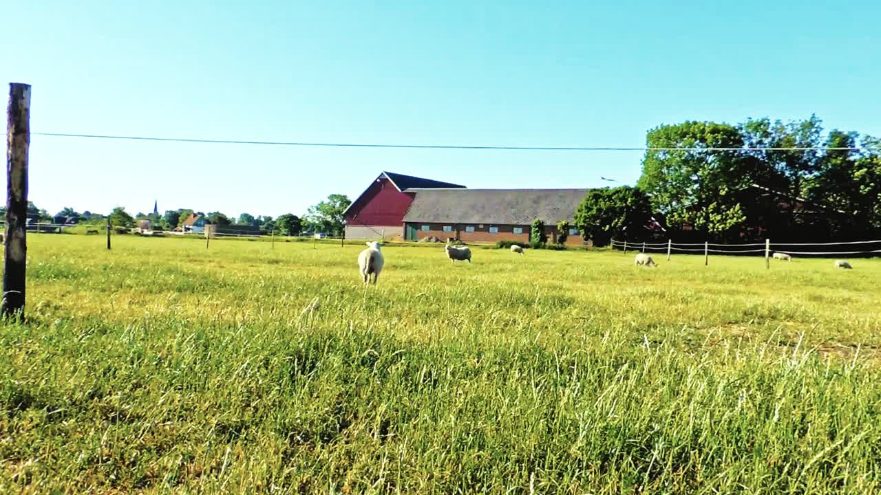 瑞典田野上的羊，美丽的夏日，斯堪的纳维亚的羊养殖视频素材