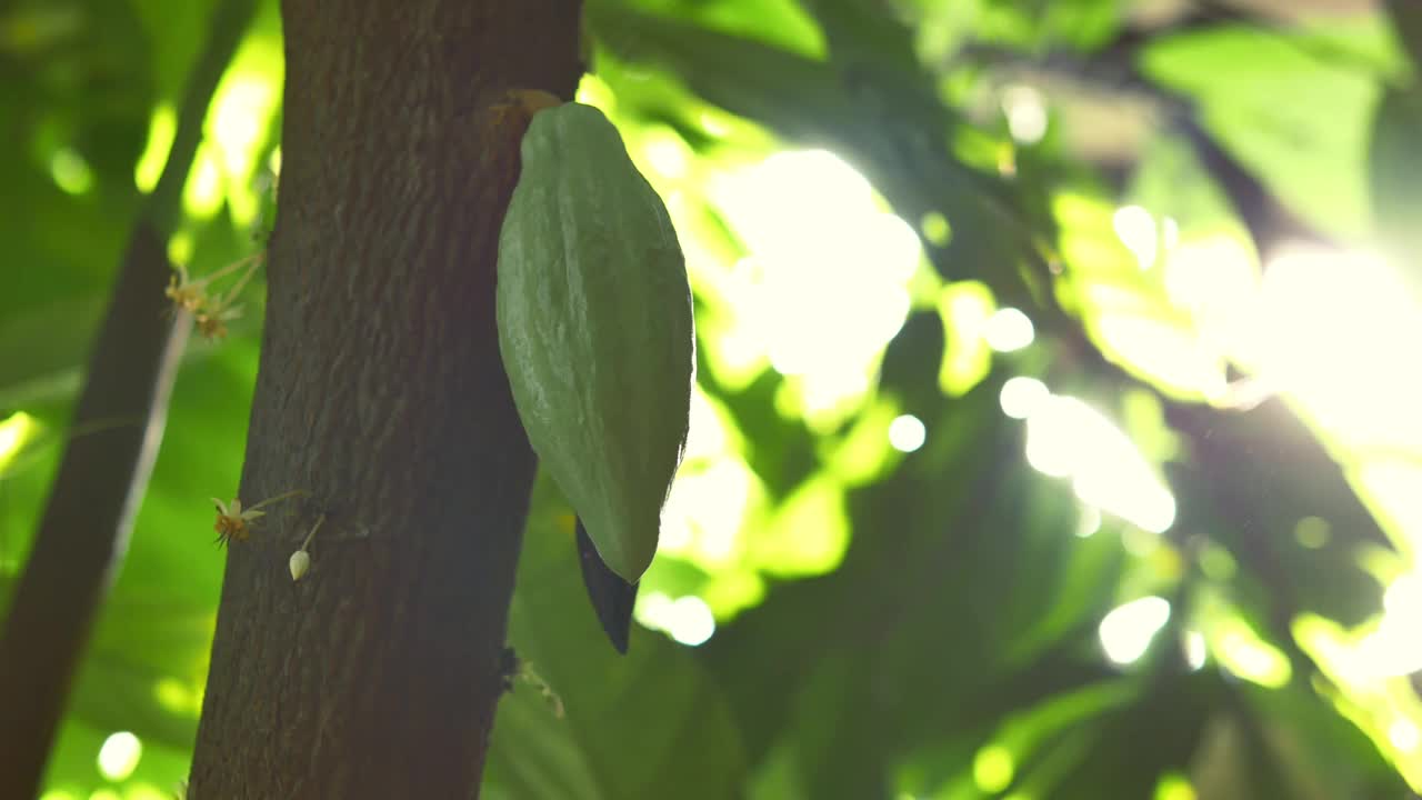 绿色的可可荚长在树上。可可树，可可带果，可可树种植生可可果。4 k的视频视频素材