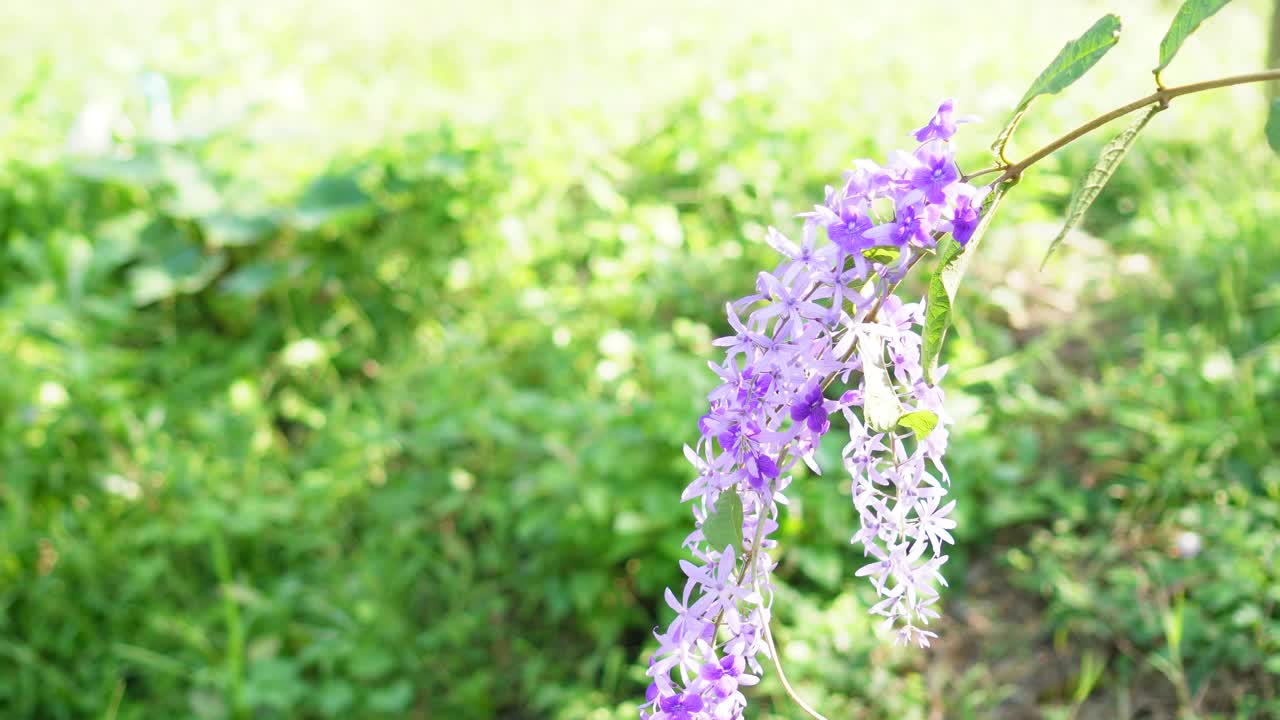 砂纸藤紫色花环花束紫色花束五个花瓣像一个五个尖的花瓣盛开在花园的自然背景模糊视频素材