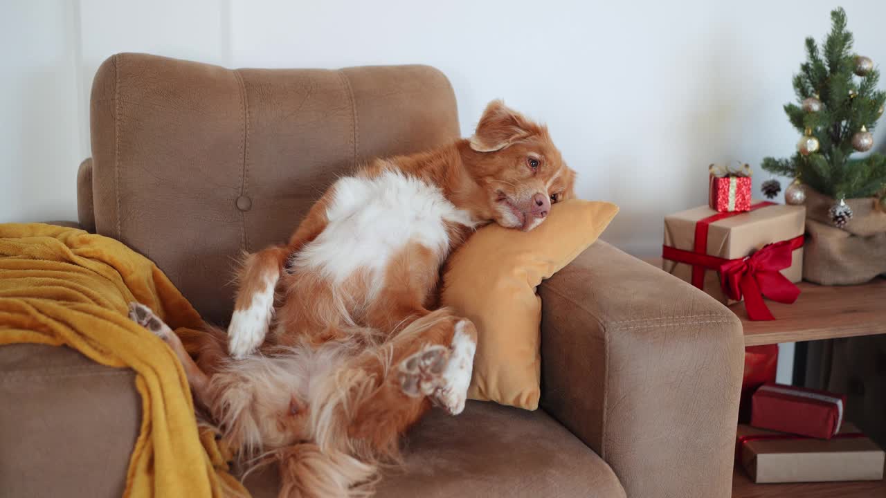 一只新斯科舍鸭鸣猎犬趴在沙发上视频素材