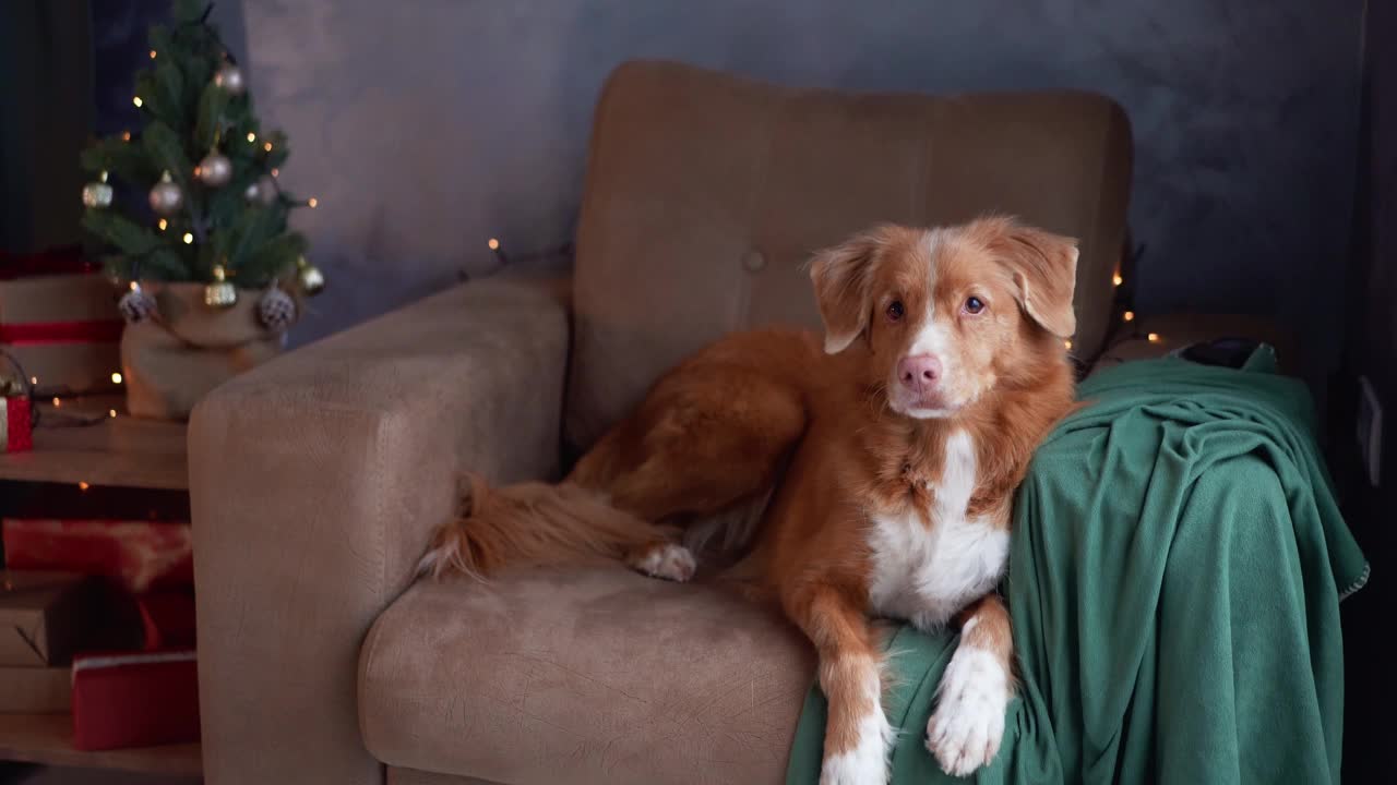 一只新斯科舍省鸣鸭猎犬在沙发上休息，旁边是一棵圣诞树视频素材