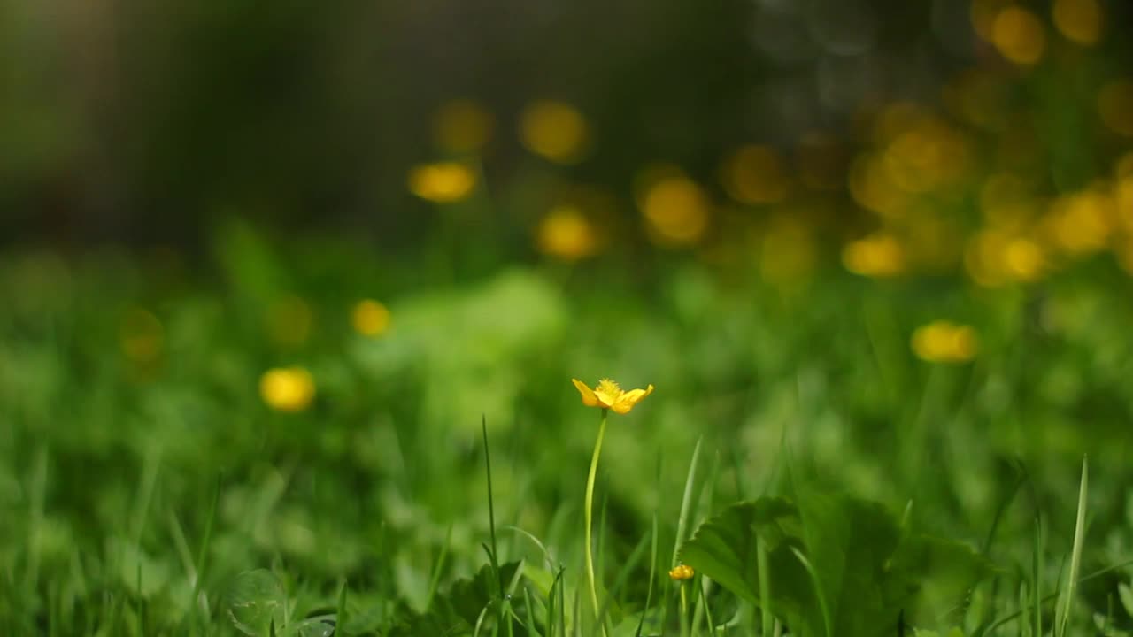 白屈菜在风中摇曳。白屈菜花黄叶绿。白屈菜花的自然背景。视频素材