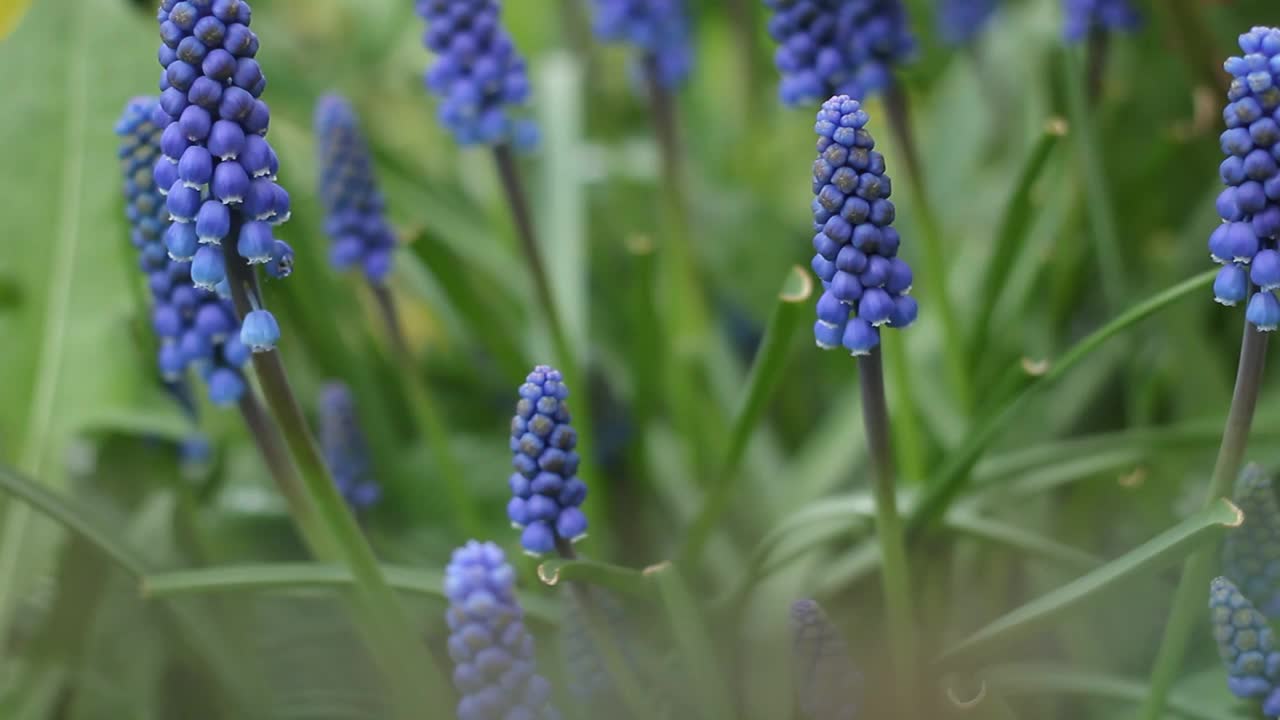 麝香，麝香花视频素材