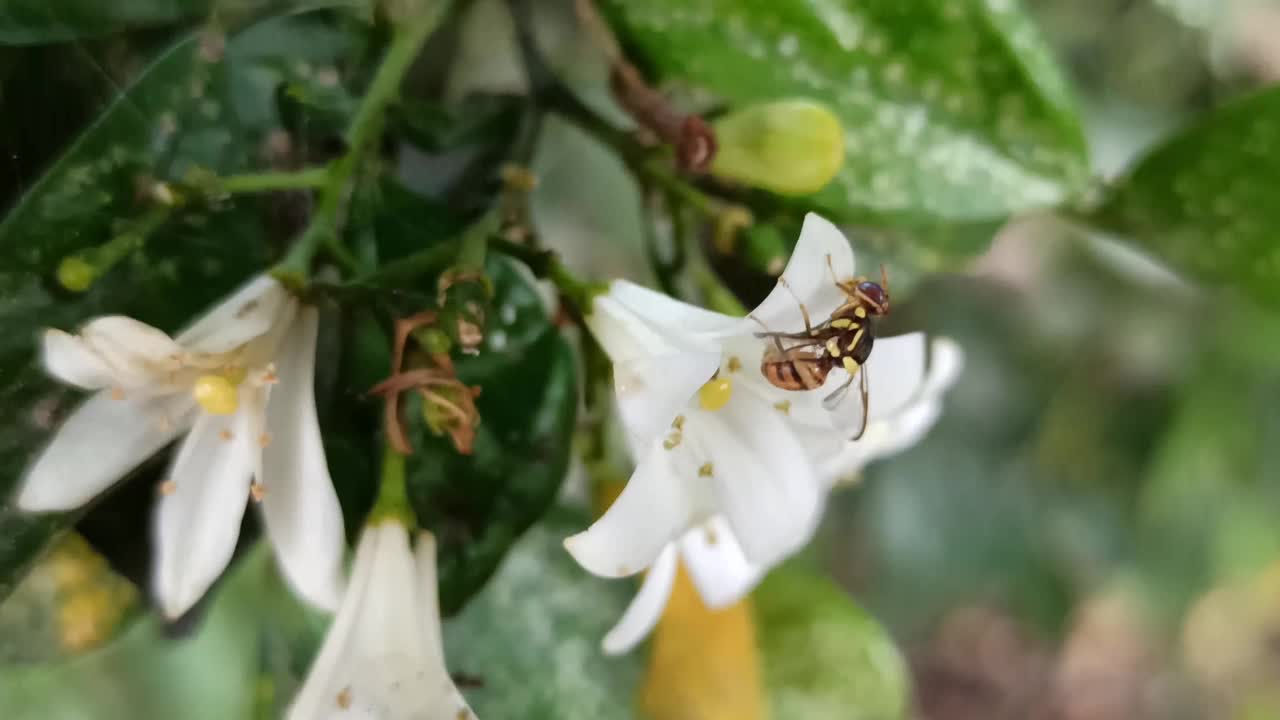 花上的蜜蜂视频素材