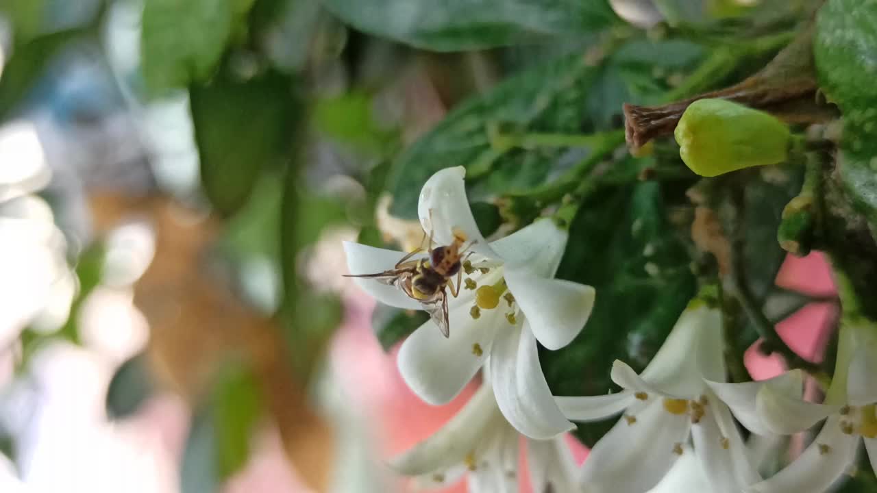 花上的蜜蜂视频素材