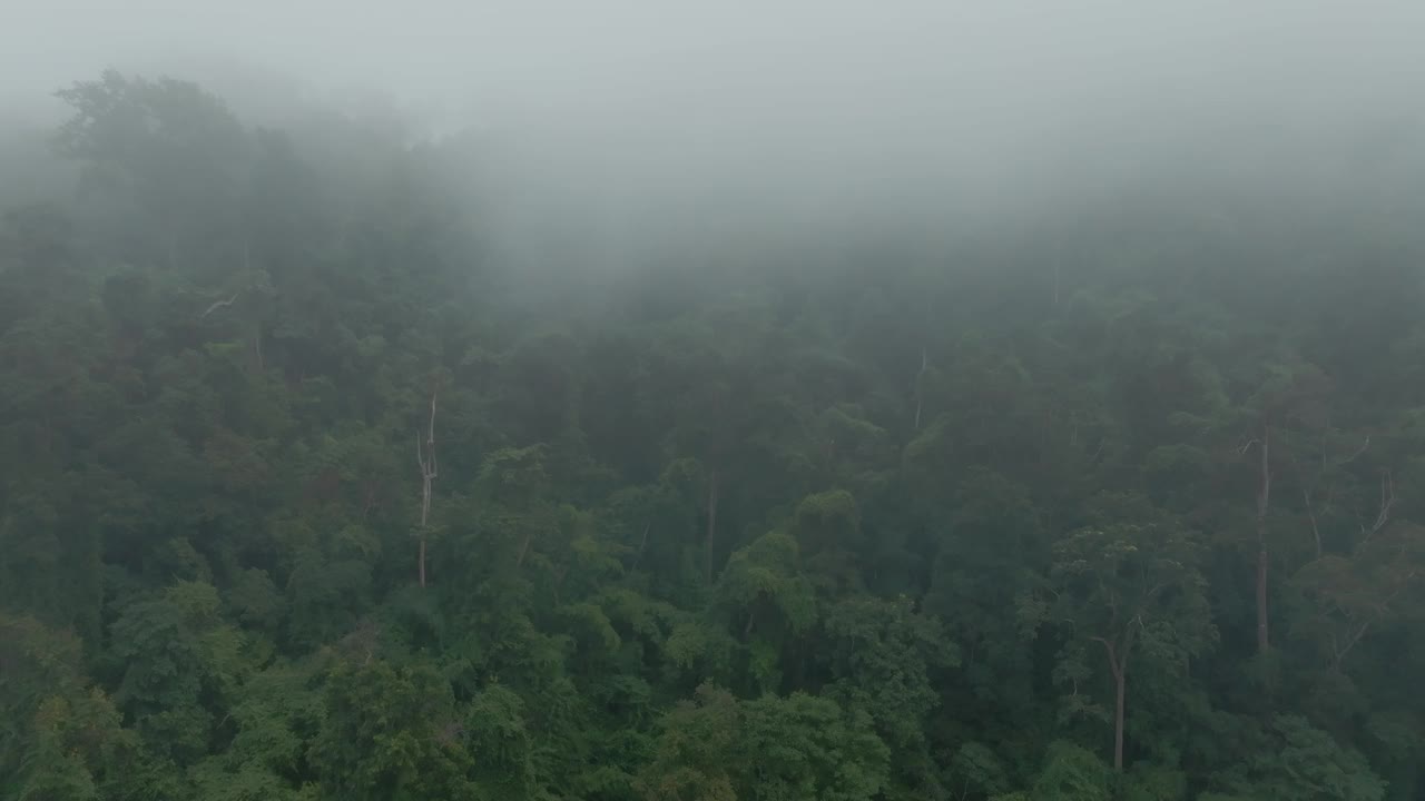 迷雾森林视频素材