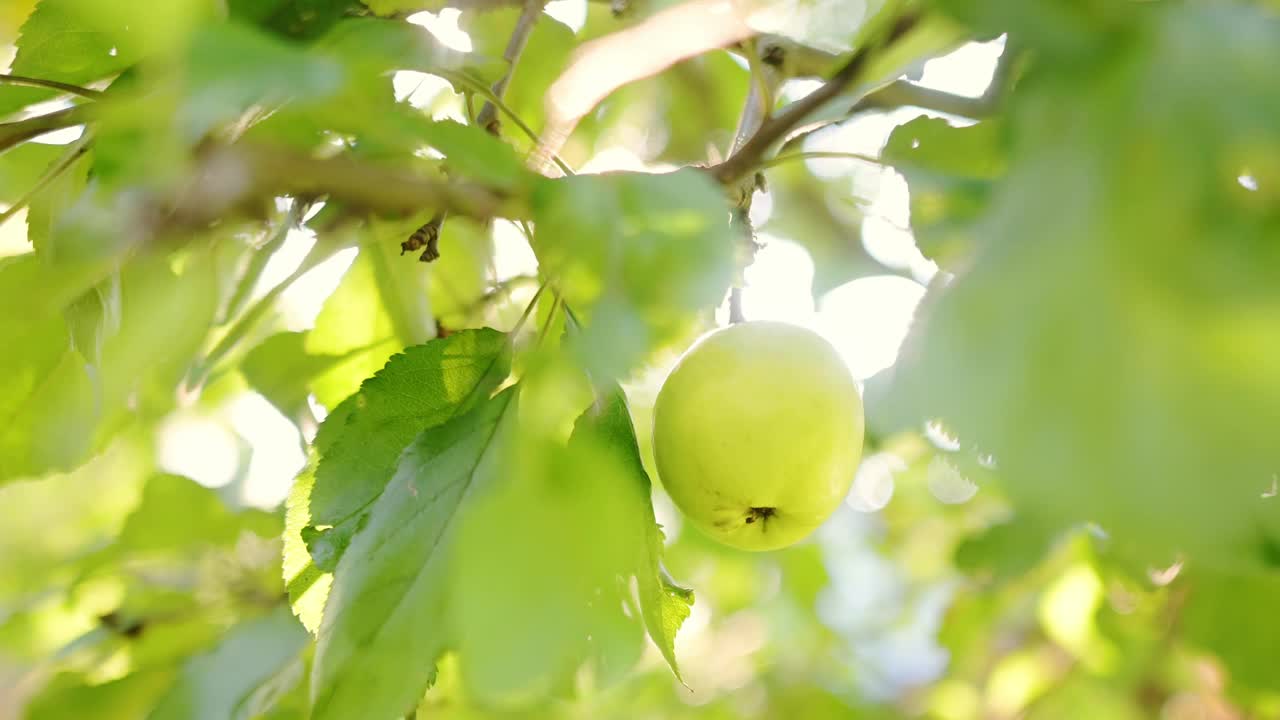 在夏日明媚的阳光下，一个成熟的黄苹果挂在新鲜的绿叶中视频素材