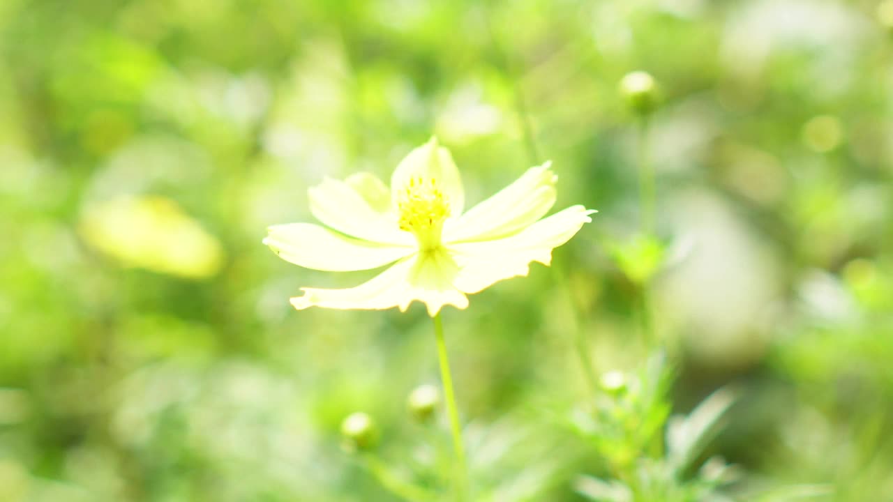 黄色花，硫磺宇宙，墨西哥紫菀花盛开美丽的春天在花园里，模糊的自然背景视频素材