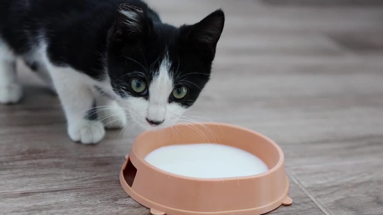 一只黑白相间皮毛的小猫正在家里地板上的碗里喝热牛奶。视频素材