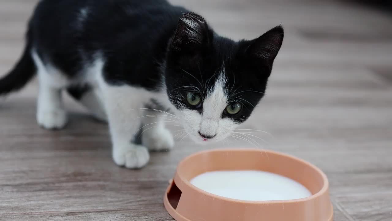 站在房子地板上的牛奶被一只黑白相间的小猫喝了视频素材