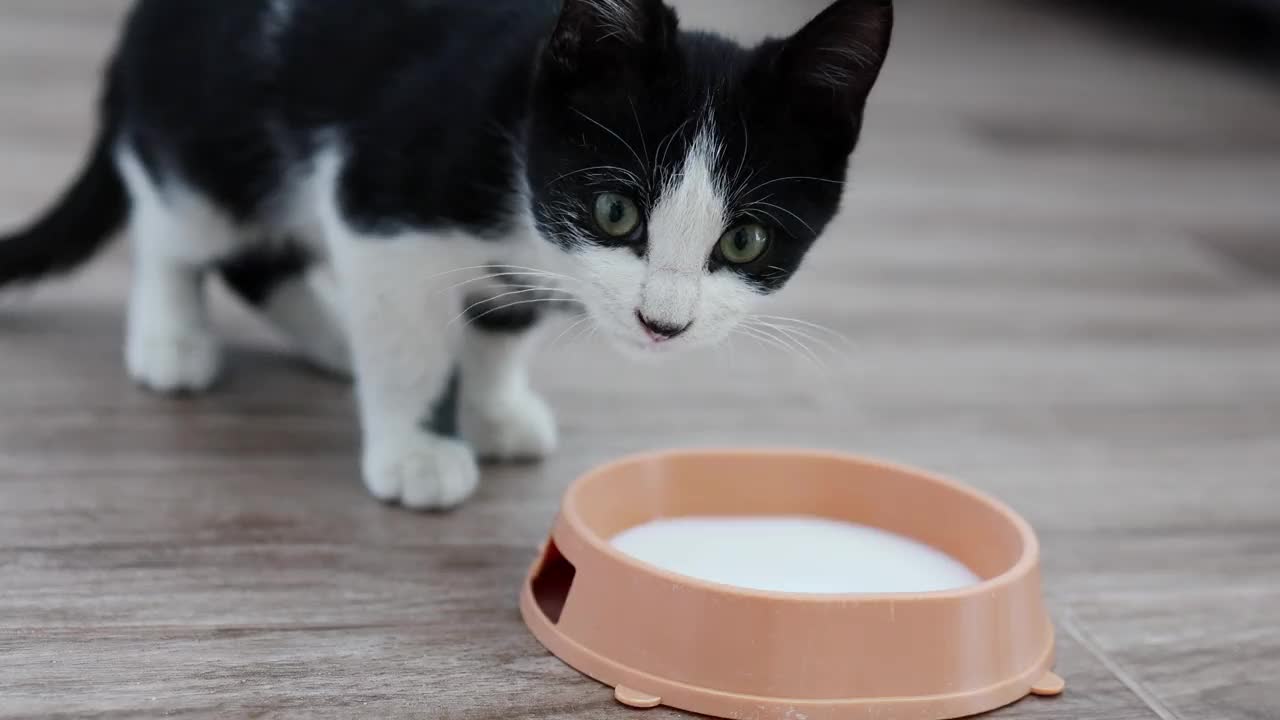 一只黑白相间的小猫在房子的地板上喝着碗里的热牛奶视频下载