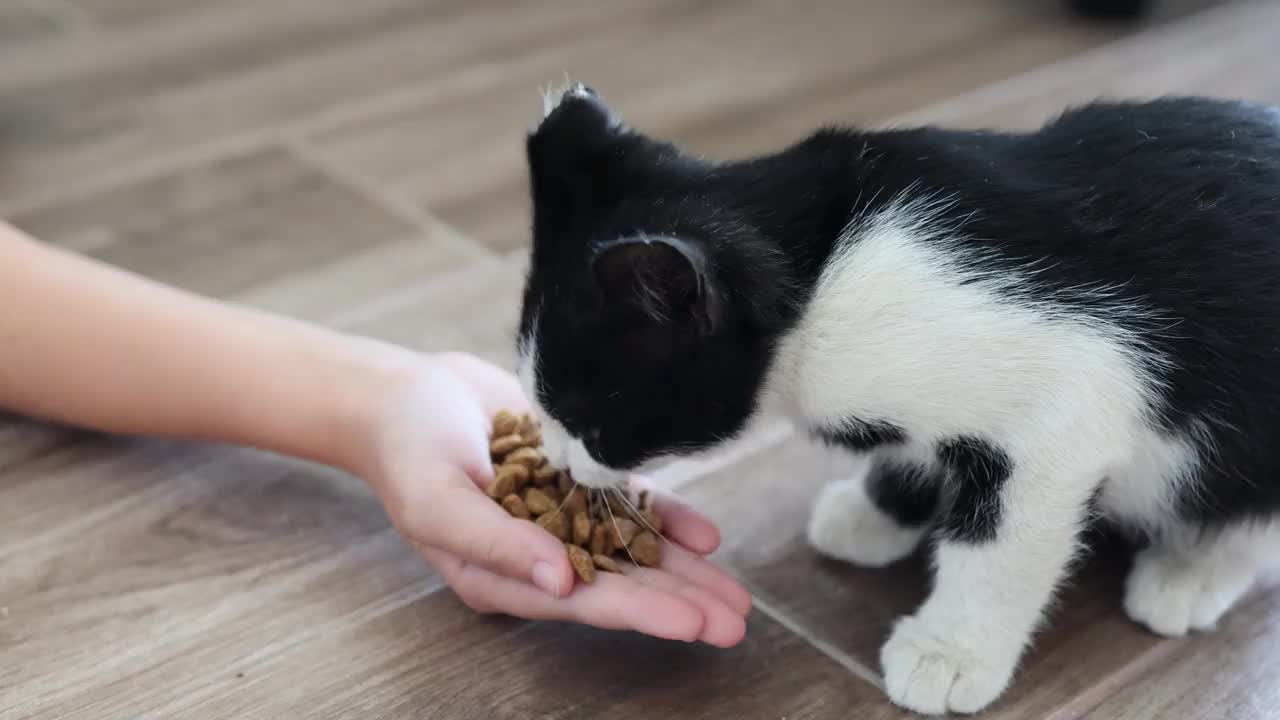 一个小女孩亲自用干粮喂她的黑白小猫。视频下载