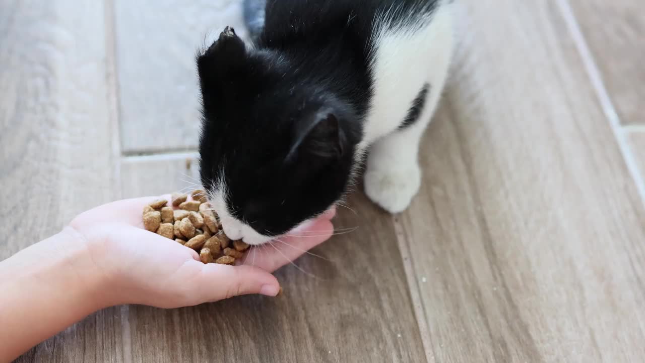 一个小女孩捧着一只黑白相间的小猫，递给它干粮。视频素材