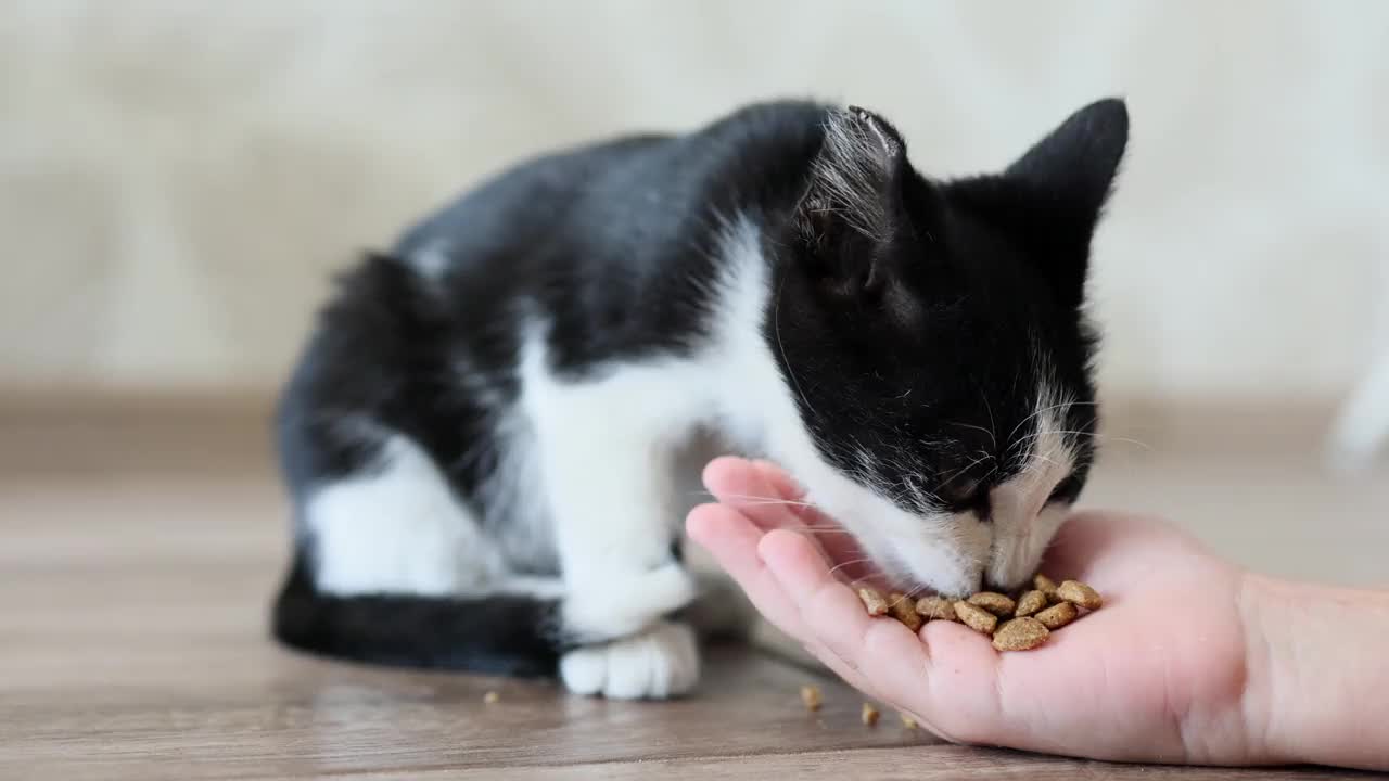 一个小女孩把手中的干粮递给她的黑白小猫。视频下载