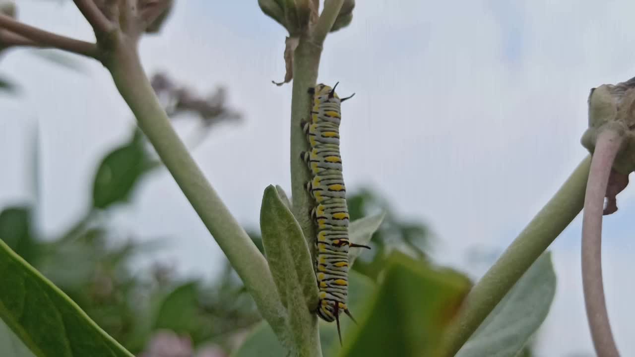 叶子上的毛毛虫视频素材