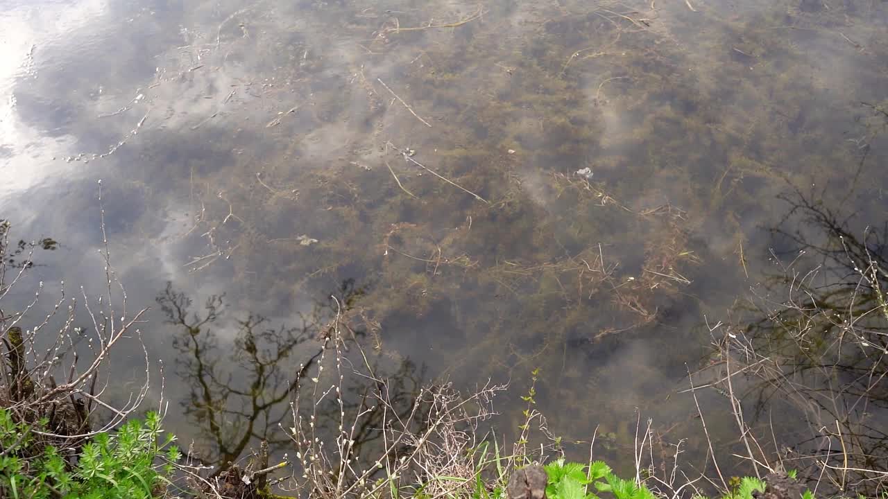 树枝上嫩叶的特写镜头和背景中湖泊的焦点变化视频素材